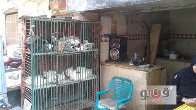 بالصور.. استقرار في أسعار الدواجن في الأسواق