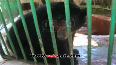 بالفيديو.. الدب «هانى» ينسى عشيقاته الـ3.. ويعيش سعيدا مع «نيفين»