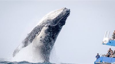 حوت كاد ينسف قارب سياح بظهور مفاجئ (صور)