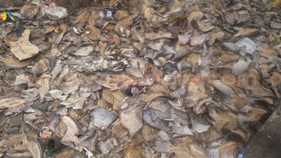 بالفيديو والصور.. «هياكل الأسماك» كارثة بيئية في أسوان