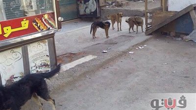 بالصور.. الكلاب الضالة تهدد الأطفال والمواطنين بشبرا الخيمة