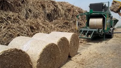 ٧ معلومات عن أول شركة مصرية لتحويل قش الأرز إلى ألواح خشبية