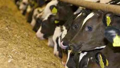 الزراعة: الإفتاء تجيز «كهربة» الحيوانات والطيور قبل ذبحها