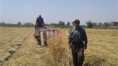 توريد 5 آلاف طن قمح إلى صوامع وشون الدقهلية