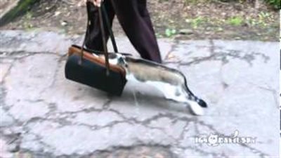 بالفيديو.. هروب قطة من عيون الناس إلى حقيبة سيدة مجهولة