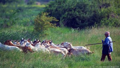 جنود إسرائيليون يخطفون قطيع ماعز.. ثم يعودون لصاحبه