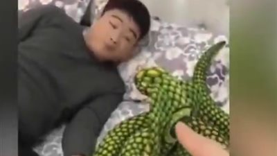 رد فعل رجل عثر على ثعبان ضخم بجانبه لحظة استيقاظه (فيديو)