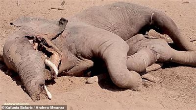العثور على جثة فيل أعلى تمساح ضخم في حديقة بزامبيا (صور)