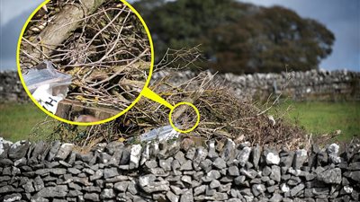 مصور يختبر قوة ملاحظة متابعيه بالبحث عن بومة في الصور