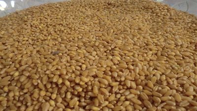 التحفظ على 5 آلاف طن قمح بالشرقية انتظارا لتقرير الصحة