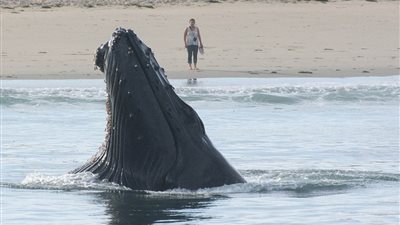 بالصور.. «حيتان كاليفورنيا» تقترب من الشاطئ بطريقة مخيفة