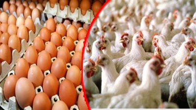 كيلو الدواجن البيضاء يسجل 30 جنيهًا وتراجع أسعار البيض