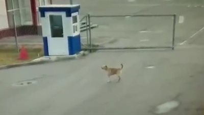 كلب يعتدي على عامل بطريقة مروعة (فيديو)