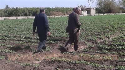 بالصور.. «زراعة القليوبية» تفحص حقول البطاطس والقمح لمتابعة المحصول