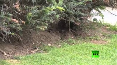 بالفيديو.. الفئران تحتل حديقة بوسط فرنسا