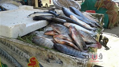 ارتفاع أسعار الأسماك في سوق سليمان جوهر بالدقي