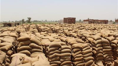 توريد 20 ألف طن قمح للصوامع في قنا