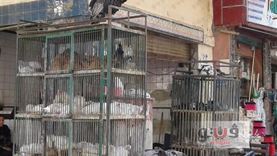 استقرار أسعار الدواجن اليوم بسوق سليمان جوهر في الدقي