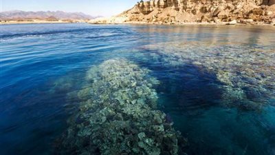 «بيع المحميات الطبيعية جملة وقطاعي».. برلمانية: تقرير المركزي للمحاسبات أدان وزير البيئة بإهدار ملايين.. مدير المحميات: خصصنا جزءا من «الغابة» للاستثمار ولا يمكننا حمايتها