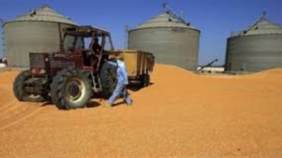 توريد 12 ألف طن قمح لصوامع وشون الشرقية