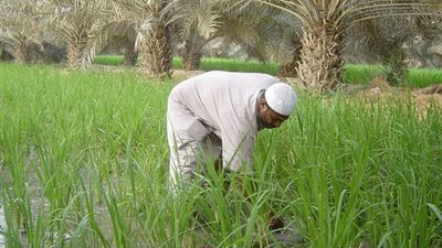 فلاحو الدقهلية يطالبون بفتح باب التصدير للأرز
