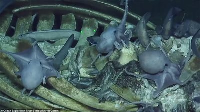 مشهد مفزع لأخطبوطات تتغذى على حوت نافق (فيديو)