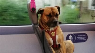 كلب يستقل حافلة بحثا عن أصحابه (صور)