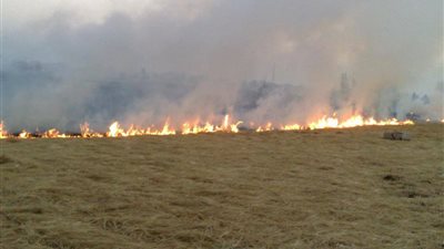 زراعة الشرقية: غرامات فورية لمنع حرق قش الأرز