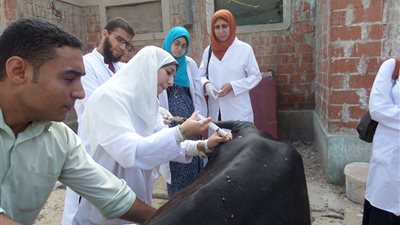 تحصين 14 ألفا و639 رأس ماشية ضد الحمى القلاعية في دمياط