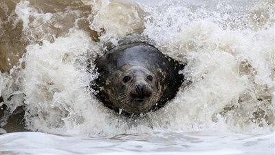 أفضل لقطات للثدييات في الحياة البرية (صور)