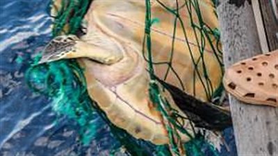 عملية إنقاذ سلحفاة من شباك بلاستيكية (صور)