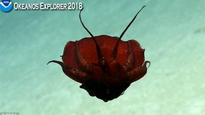 اكتشاف حبار يشبه الشيطان على عمق ١٥٠٠ قدم من مياه البحر (فيديو وصور)