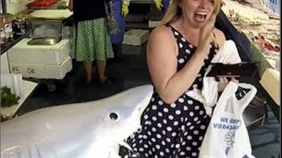 بالفيديو.. سمكة قرش 