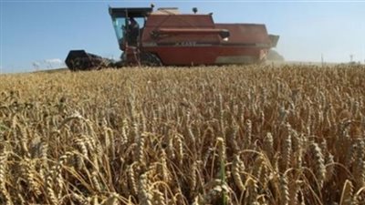 زراعة 239 ألف فدان قمح بأسيوط وتوريد 1168 طنا للشون والصوامع