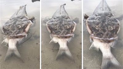 اختناق سمكة جشعة حاولت أكل فريستها بالكامل (فيديو)