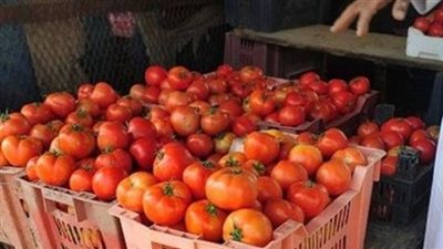 تباين أسعار الخضراوات اليوم.. والطماطم تسجل 6 جنيهات
