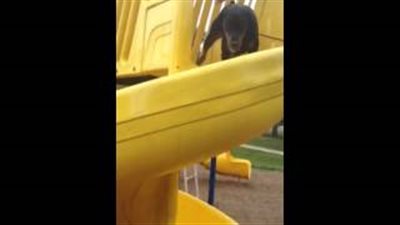 بالفيديو.. كلب 