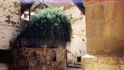 «قصة شجرة أصيلة لا تجدها إلا في مصر».. زيتون سيناء يشفي من السرطان.. «مريم» انحنت للعذراء وأخفتها عن عيون الأعداء.. وفشل محاولات إعادة زراعة «العليقة» بأنحاء العالم كافة