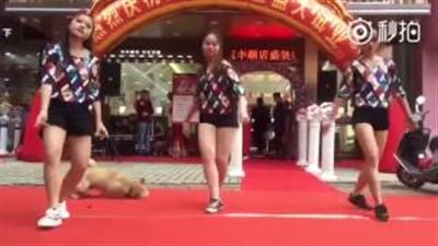 بالفيديو.. كلب يخطف الأنظار من فرقة راقصة للفتيات على المسرح