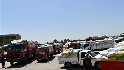 توريد ١٧ ألف طن قمح لصوامع البحيرة