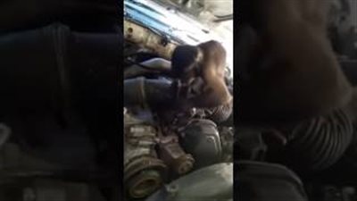 بالفيديو.. قرد يعمل «ميكانيكي» في فلسطين