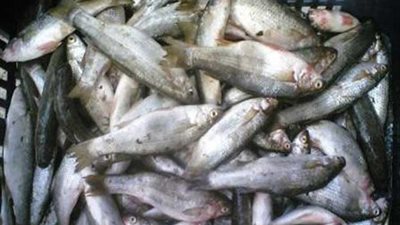 ضبط كميات كبيرة من الأسماك الفاسدة بـ« الوادي الجديد»