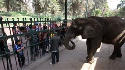 «حديقة الحيوان» تسجل 250 ألف زائر خلال أيام العيد.. «البطاوي»: رصدنا محاولات «تزويغ» من قطع التذاكر.. وواجهنا التحرش بالتنسيق مع «أمن الجيزة».. والمخلفات تحاصر 