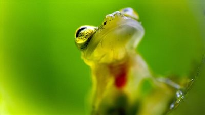 ضفدع زجاجي يكشف عما بداخل جسده (صور)