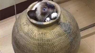 رد فعل امرأة عثرت على قطة حشرت نفسها داخل وعاء خزفي (فيديو)