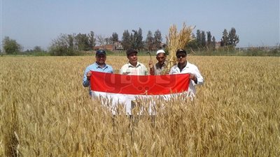 صوامع الدقهلية تستقبل 26 ألفا و195 طن قمح (صور)