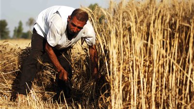 شون الوادي الجديد تتسلم 204 طن قمح من المزارعين