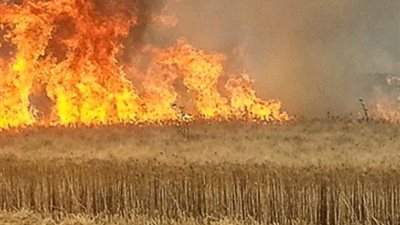 حريق هائل يلتهم محصول قمح بقرية في أسيوط