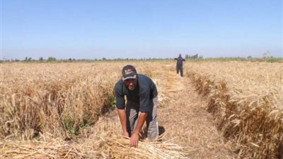 مسئول تمويني: مزارعو القمح يستخدمون أدوات بدائية في الحصاد