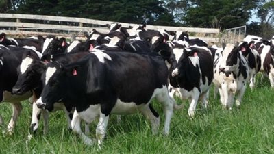 روسيا تستورد آلاف الأبقار من أوروبا لتحقيق الاكتفاء الذاتي من الألبان